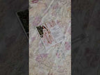 Maria.B. Luxury Formal Chiffon Edition'26 - MCS-25-101 - TC-1813